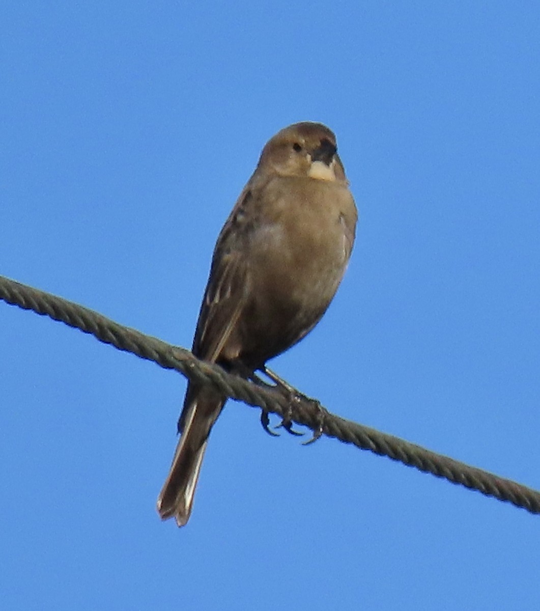 Brown-headed Cowbird - ML627078502