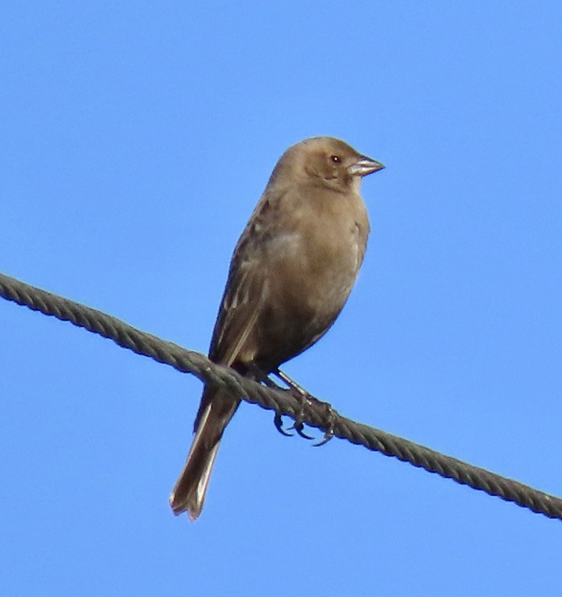 Brown-headed Cowbird - ML627078503
