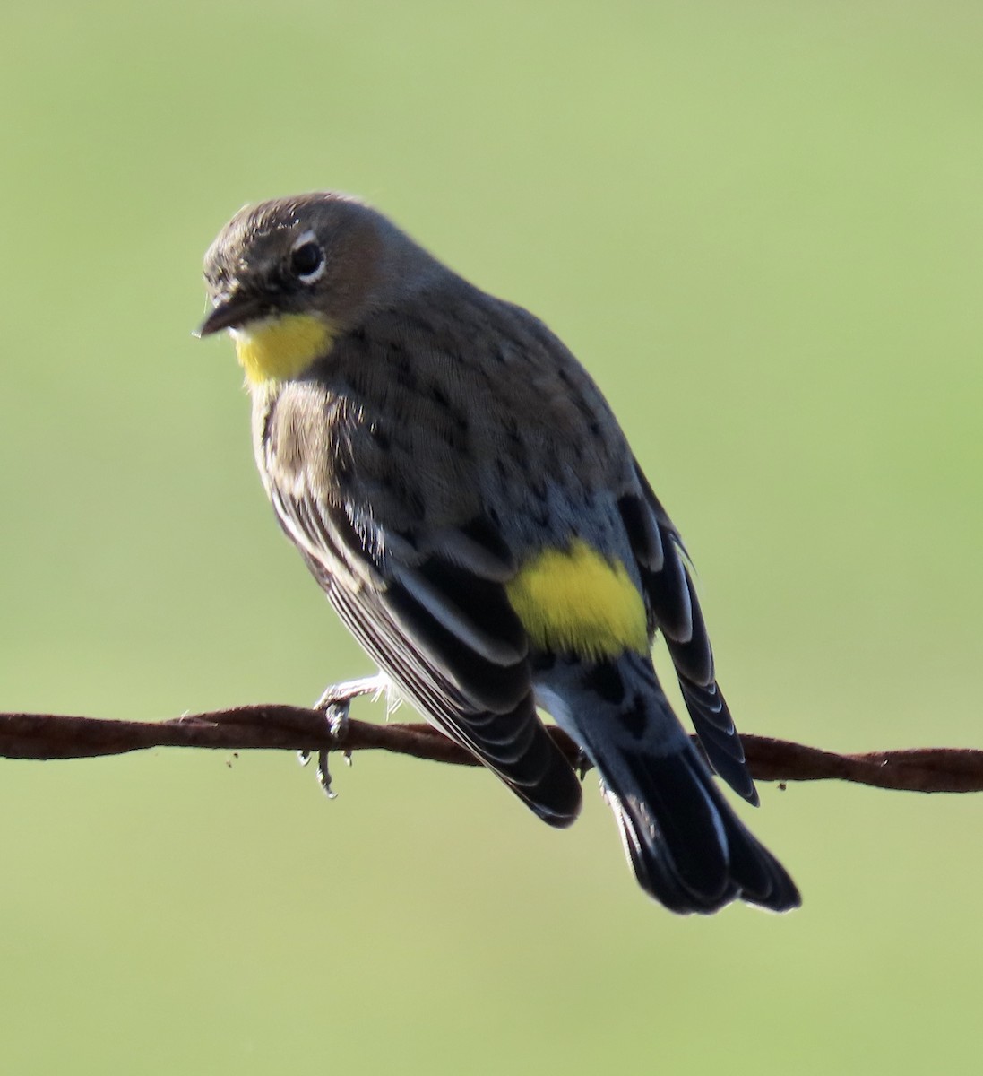 Yellow-rumped Warbler - ML627078525