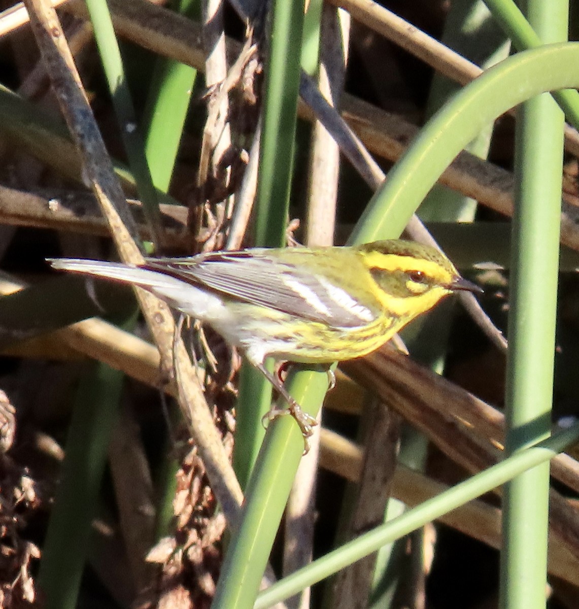 Townsend's Warbler - ML627078547