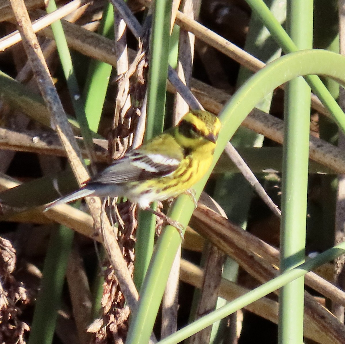 Townsend's Warbler - ML627078548