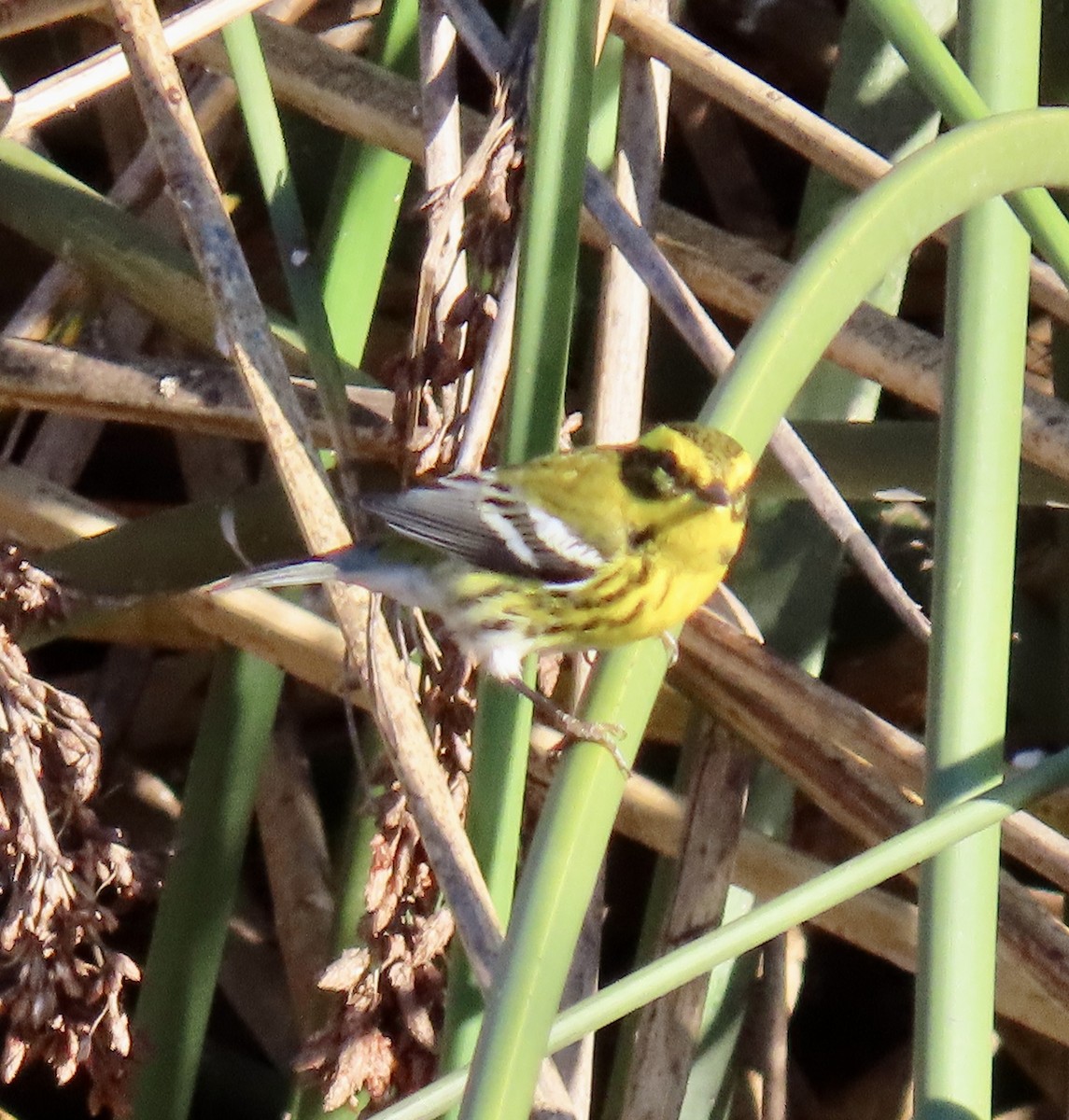 Townsend's Warbler - ML627078549