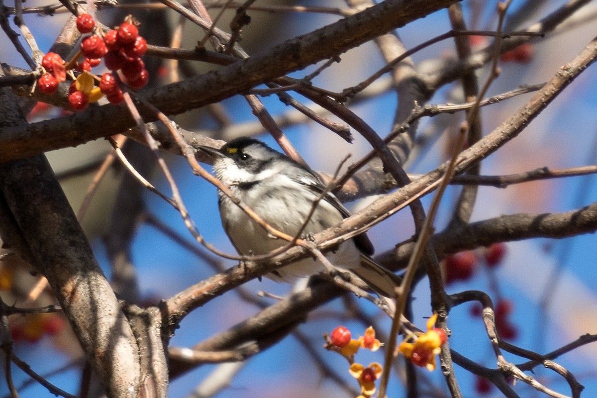 Black-throated Gray Warbler - ML627078570