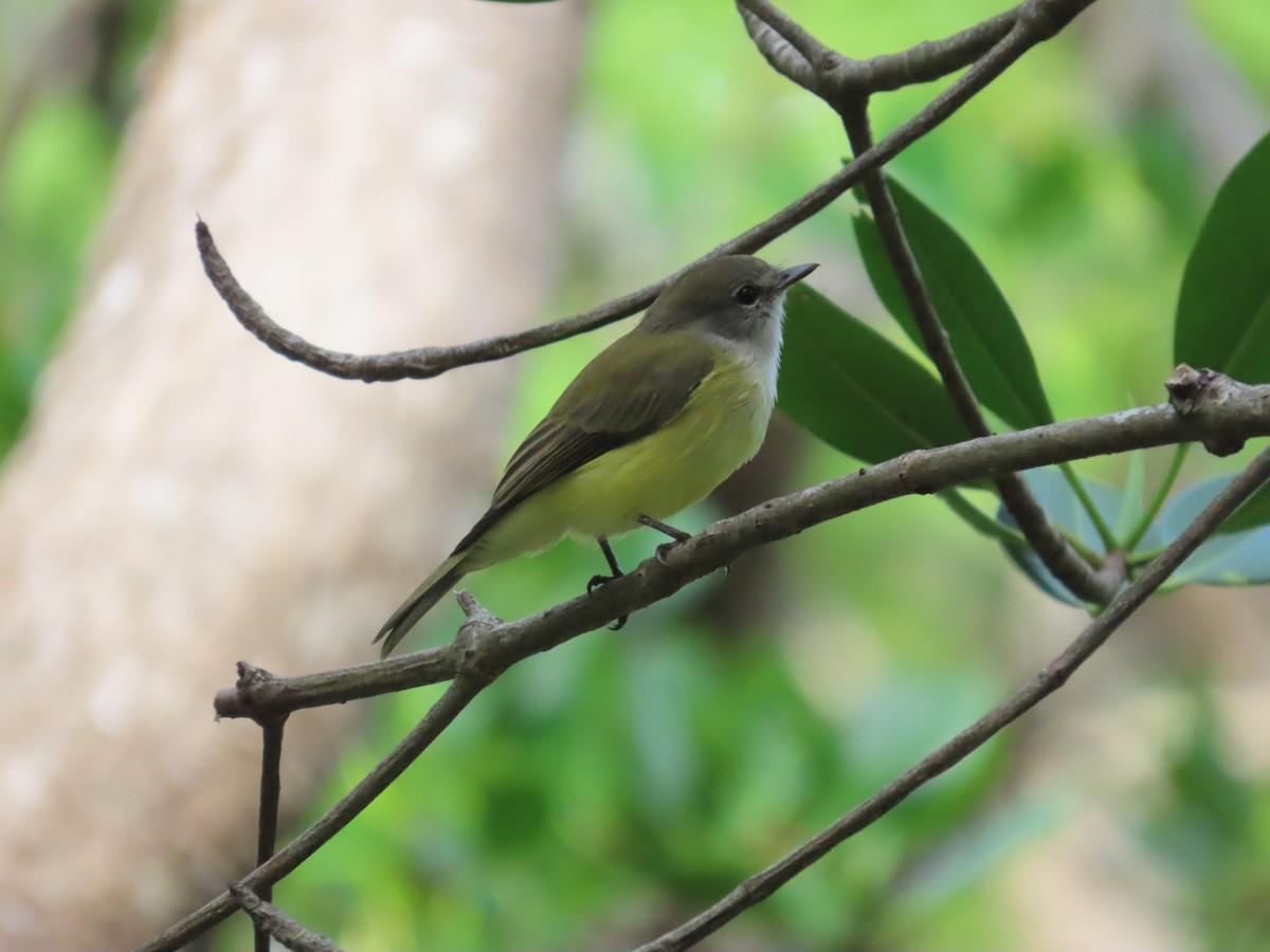 Lemon-bellied Flyrobin - ML627078637