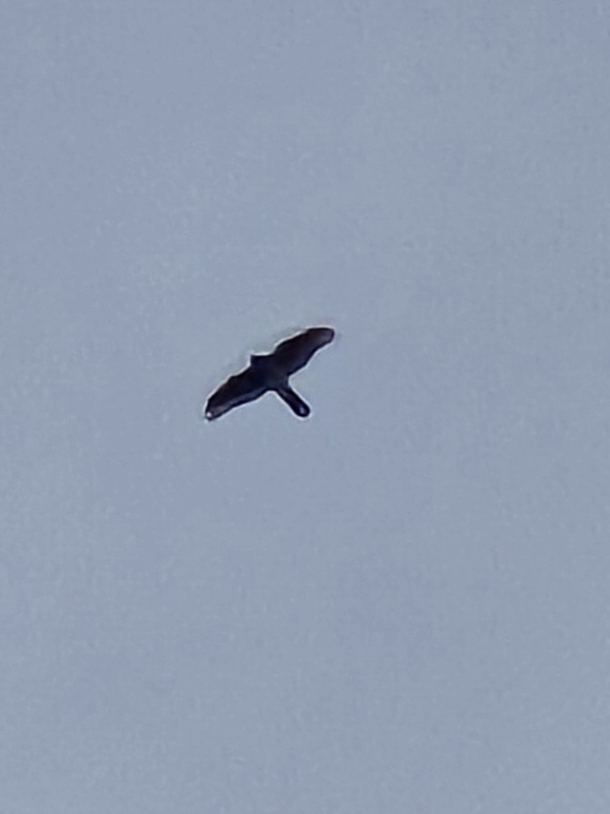 Cooper's Hawk - ML627078709