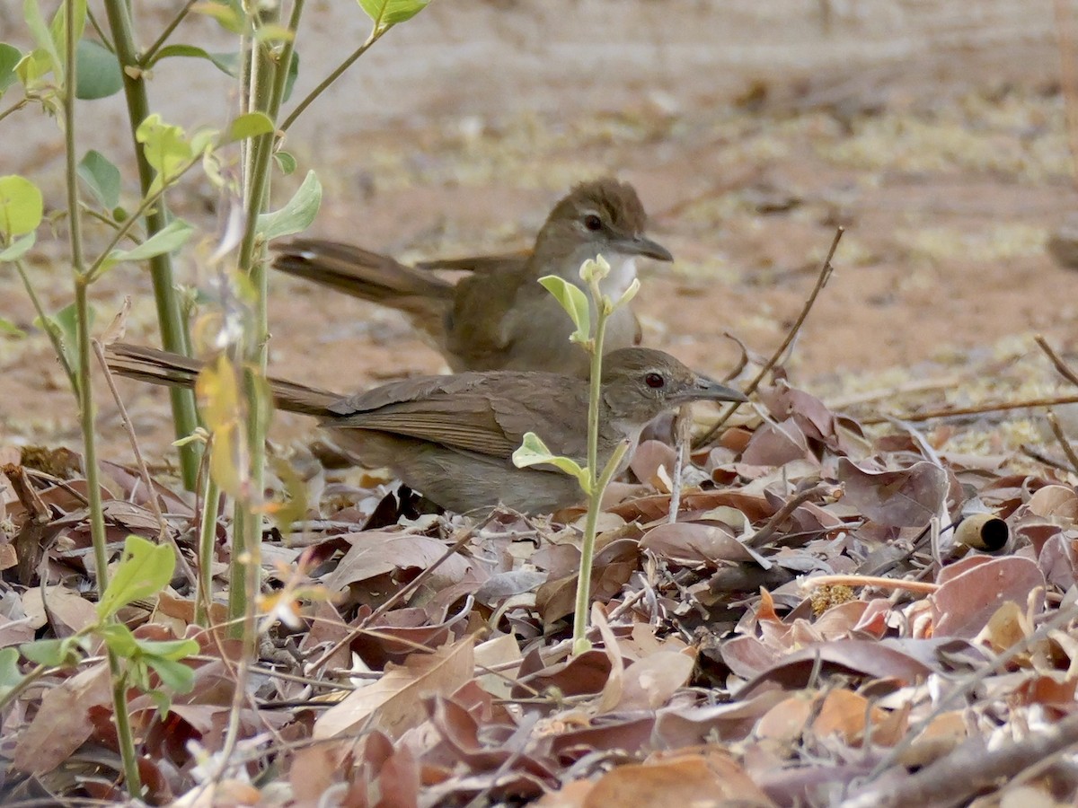 Terrestrial Brownbul - ML627078711