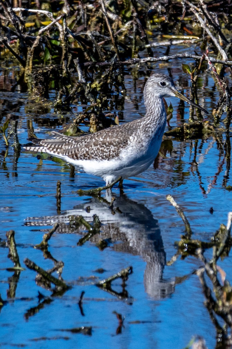 Lesser/Greater Yellowlegs - ML627079298