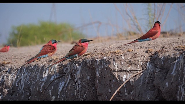 Southern Carmine Bee-eater - ML627079508