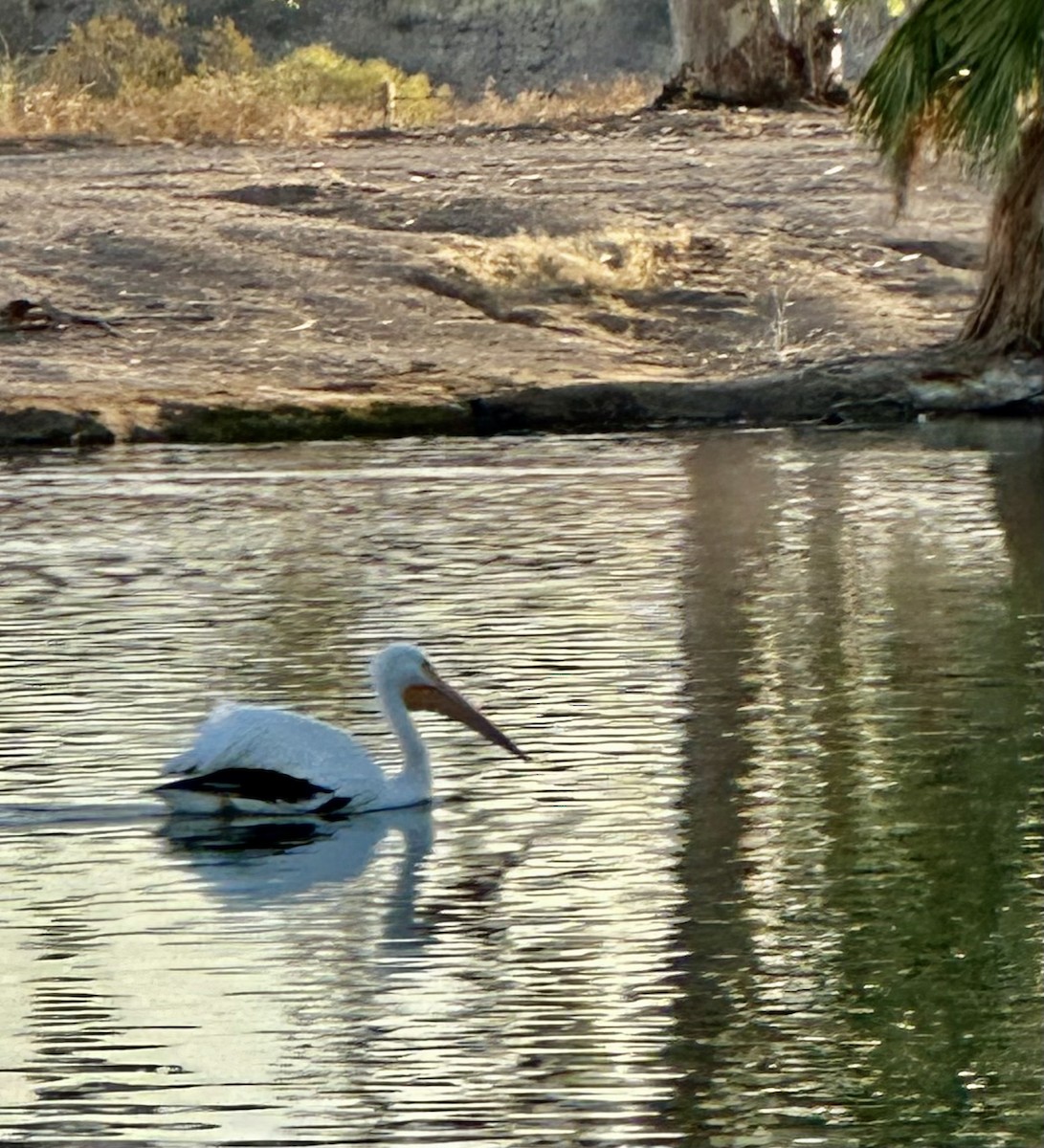 American White Pelican - ML627079705