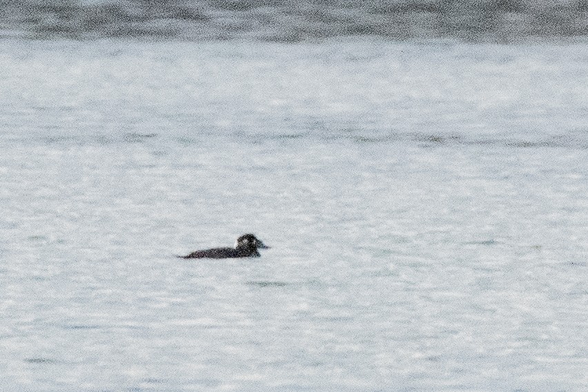 Surf Scoter - ML627079862