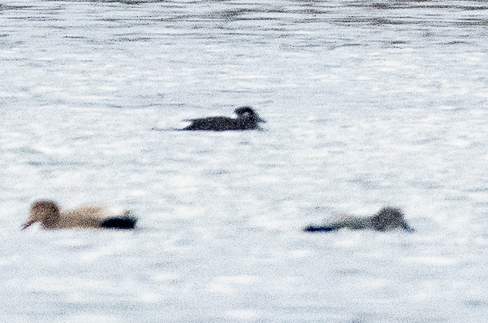 Surf Scoter - ML627079863