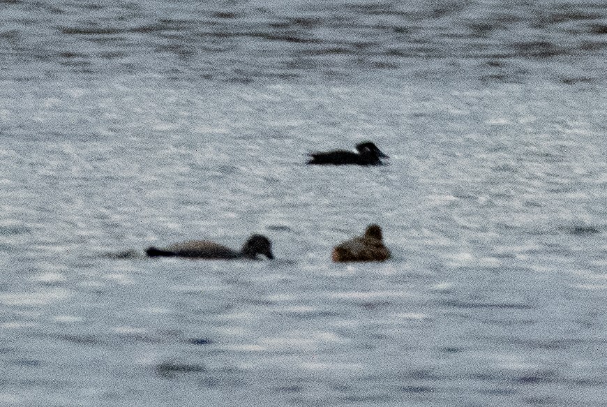 Surf Scoter - ML627079864