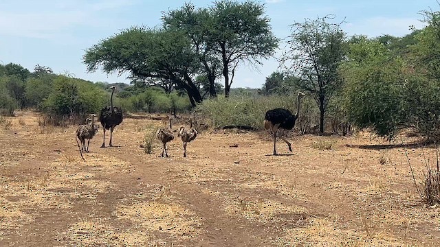 Common Ostrich - ML627079976