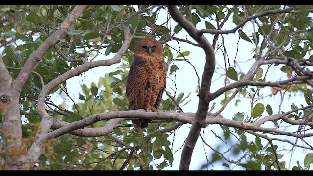 Pel's Fishing-Owl - ML627080090