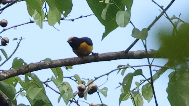 Orange-bellied Euphonia - ML627080110