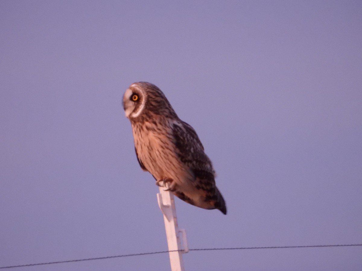 Short-eared Owl - ML627080289