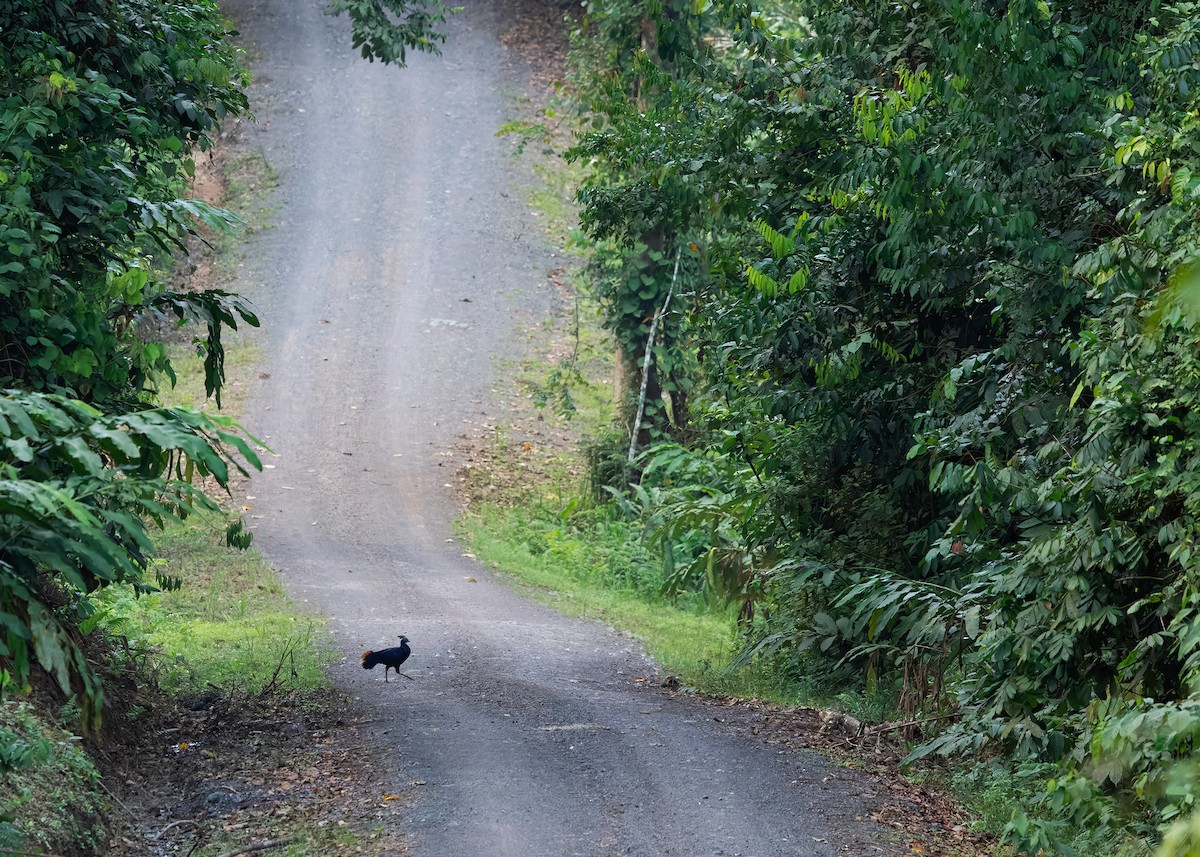 Bornean Crested Fireback - ML627080347