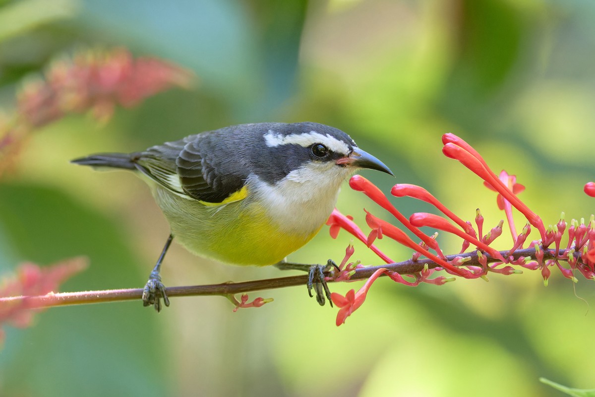 Bananaquit (Bahamas) - ML627080408