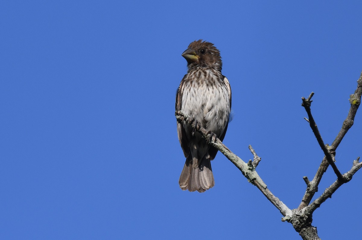 Grosbeak Weaver - ML627080416