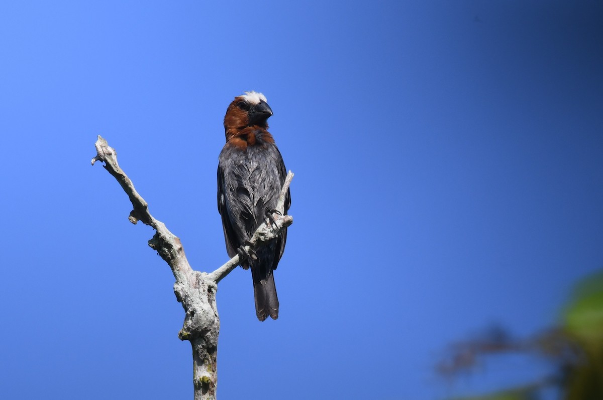 Grosbeak Weaver - ML627080436