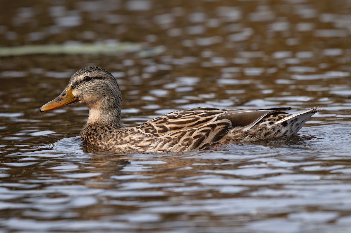 Mallard - ML627080462