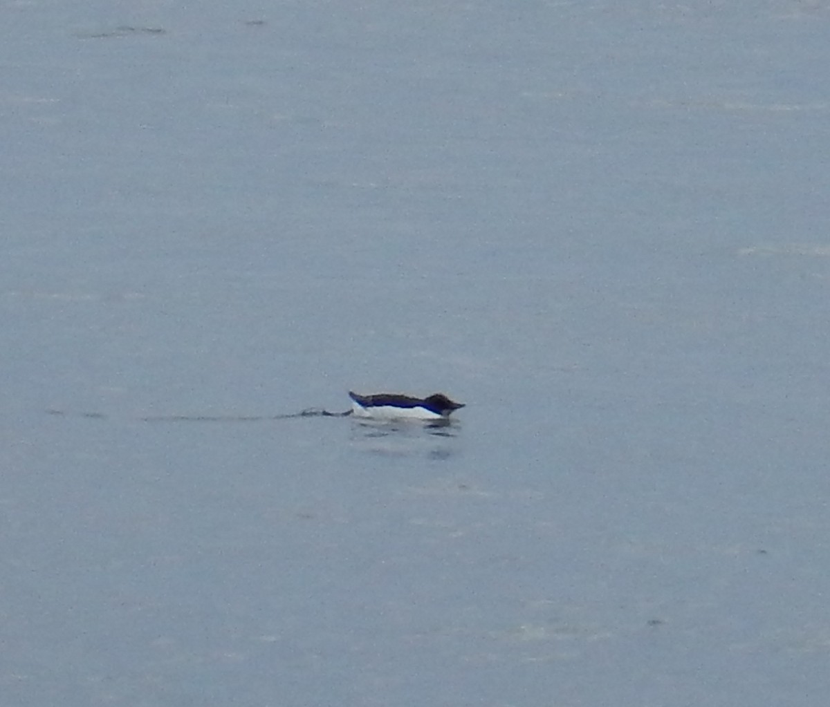 Thick-billed Murre - ML62708051