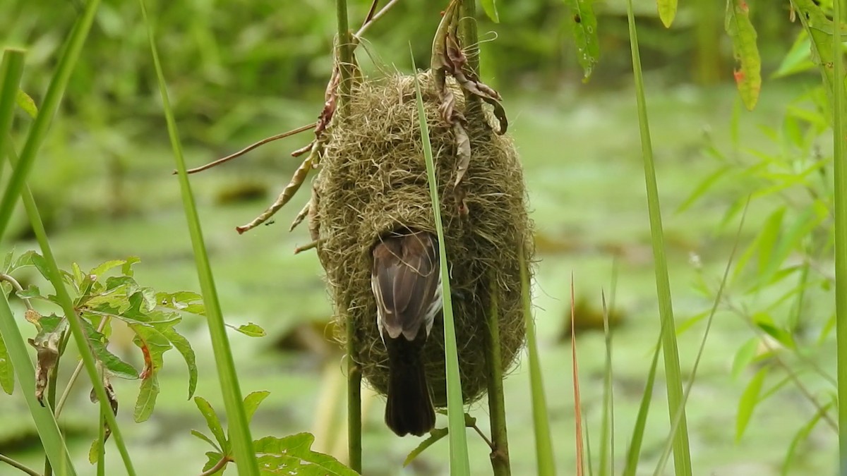 Grosbeak Weaver - ML627080576