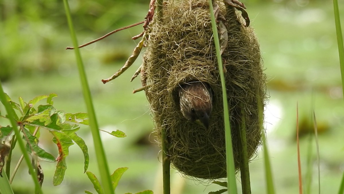 Grosbeak Weaver - ML627080592