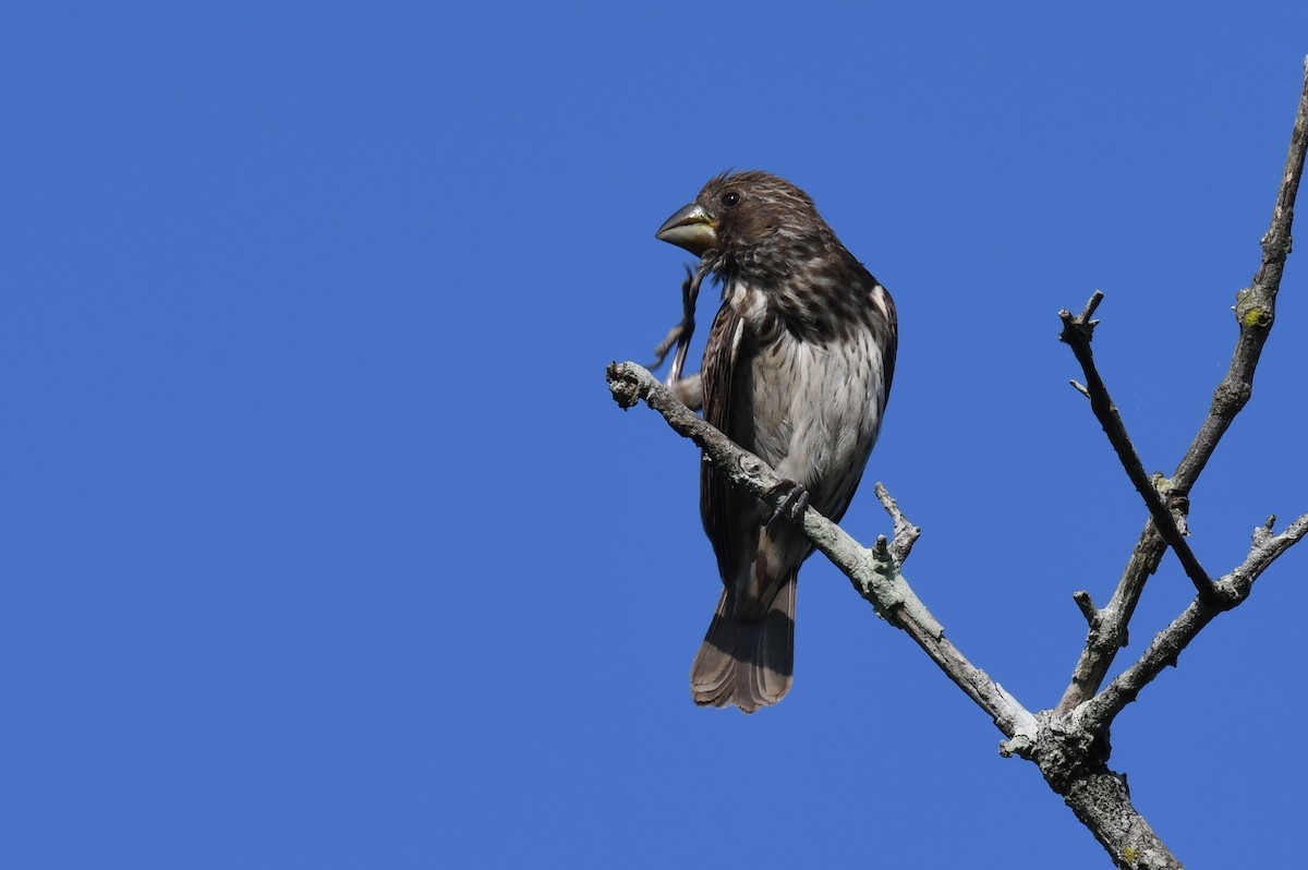 Grosbeak Weaver - ML627080610