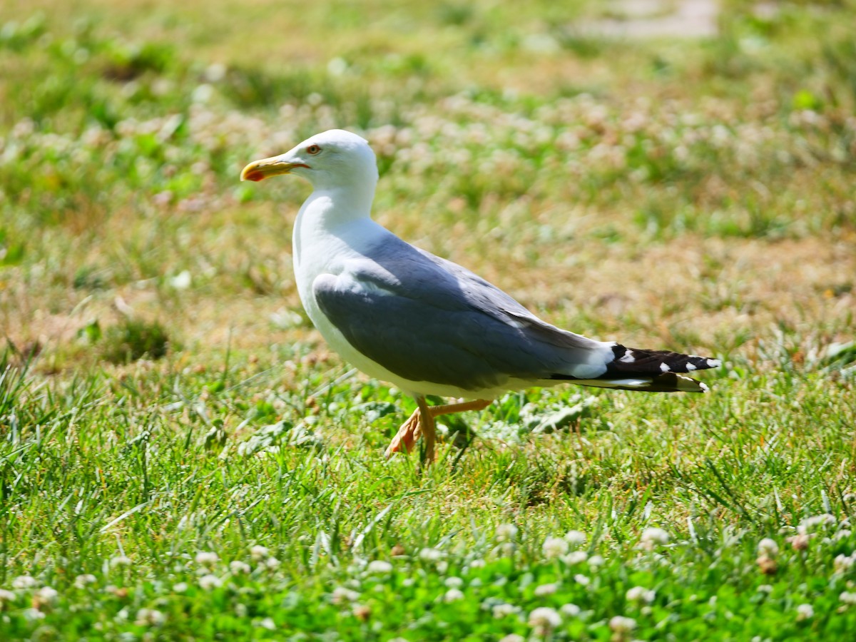Yellow-legged Gull - ML627080649