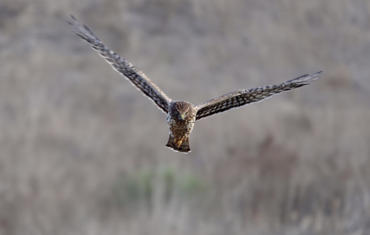 Northern Harrier - ML627080658