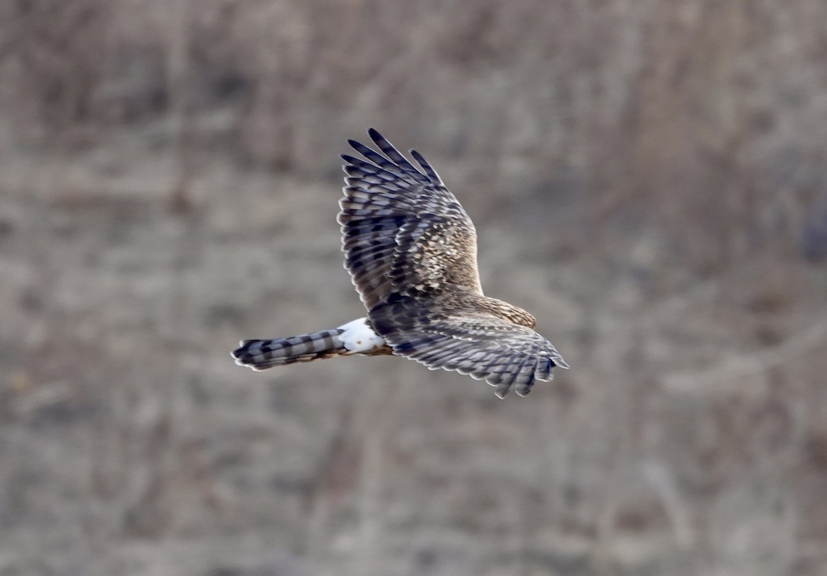 Northern Harrier - ML627080659