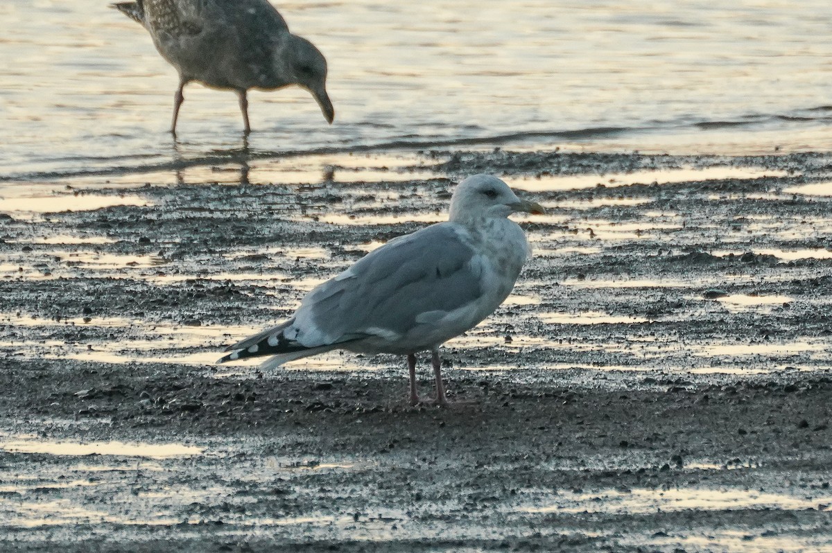 Iceland Gull (Thayer's) - ML627080891
