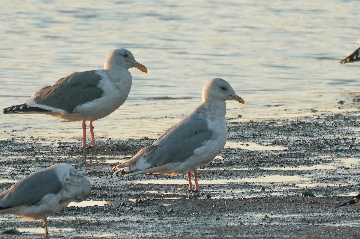 Iceland Gull (thayeri/kumlieni) - ML627080903