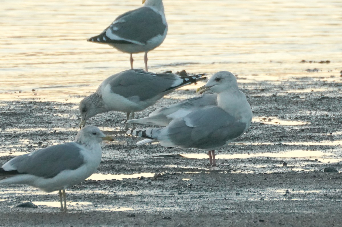 Iceland Gull (thayeri/kumlieni) - ML627080914