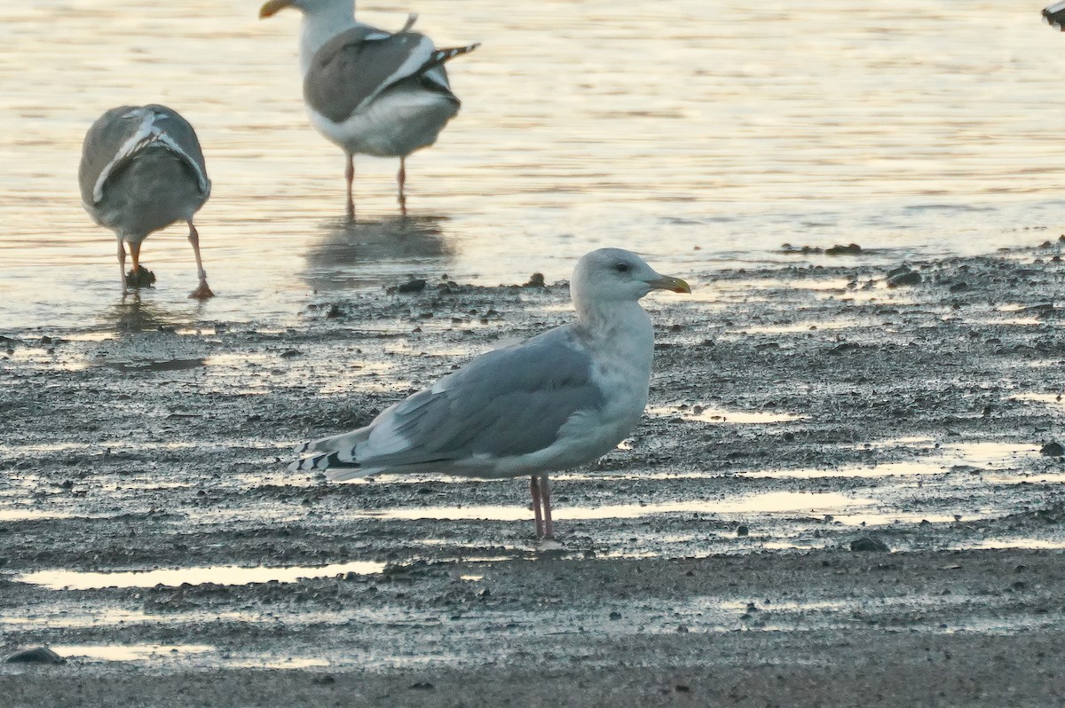 Iceland Gull (thayeri/kumlieni) - ML627080923