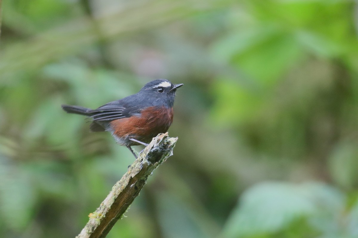 Chestnut-bellied Chat-Tyrant - ML627081314