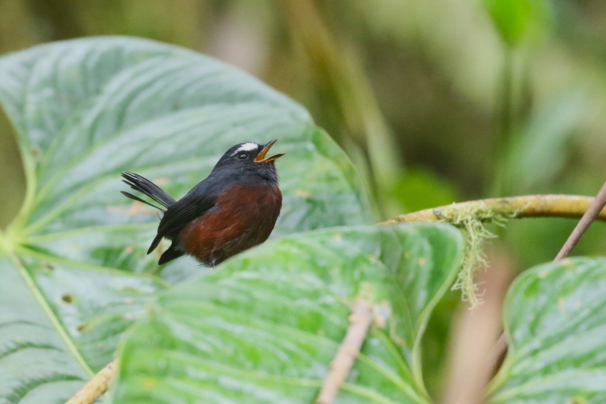 Chestnut-bellied Chat-Tyrant - ML627081318