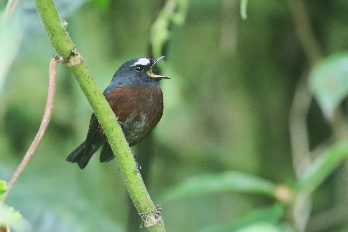 Chestnut-bellied Chat-Tyrant - ML627081323