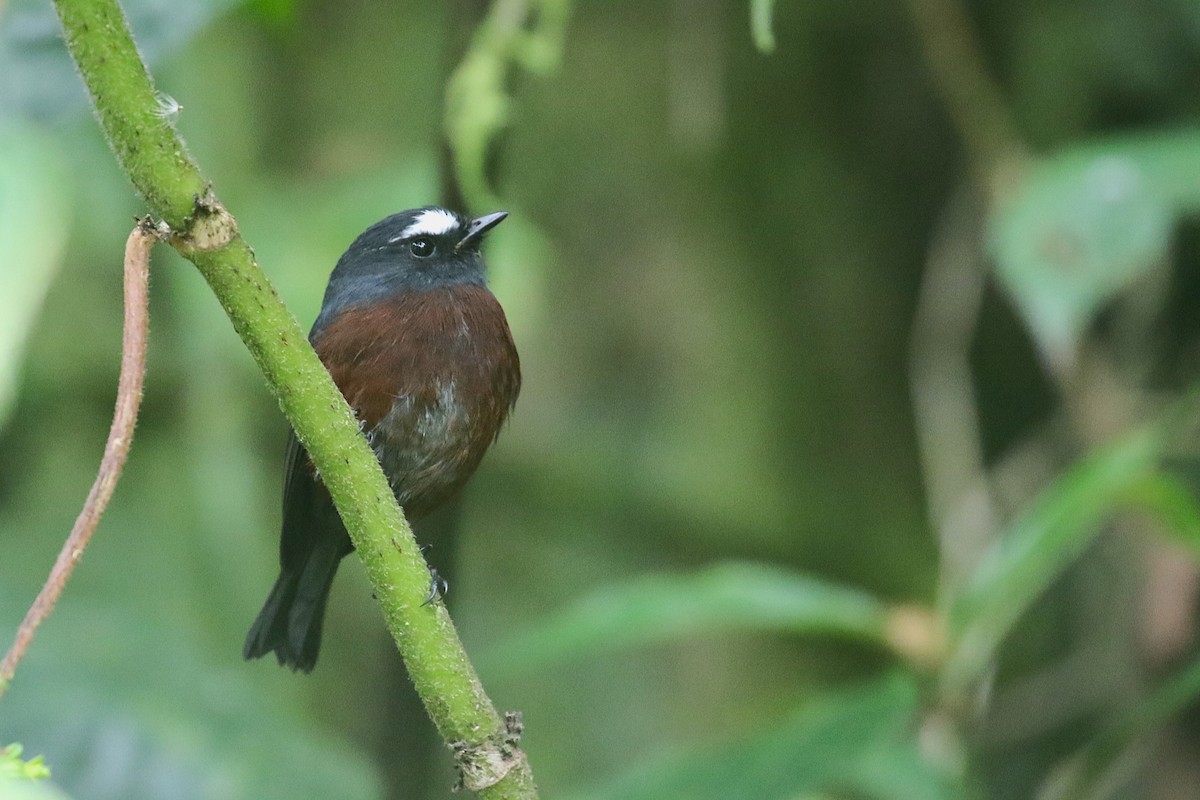 Chestnut-bellied Chat-Tyrant - ML627081327