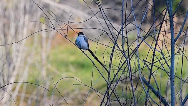Fork-tailed Flycatcher - ML627081498