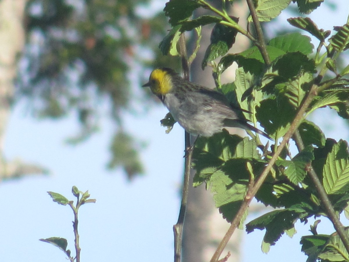 Hermit Warbler - ML62708151