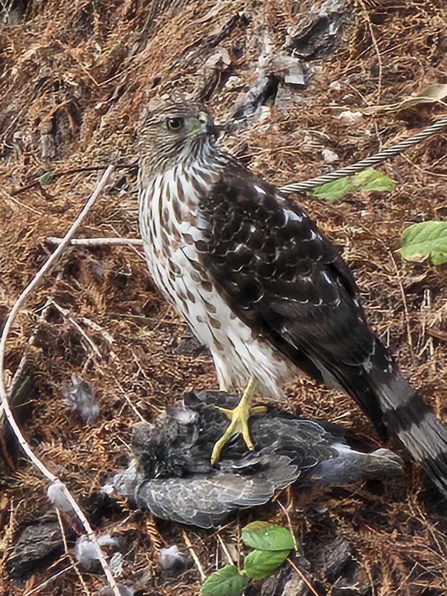 Cooper's Hawk - ML627081548