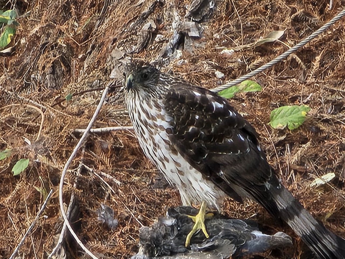 Cooper's Hawk - ML627081554