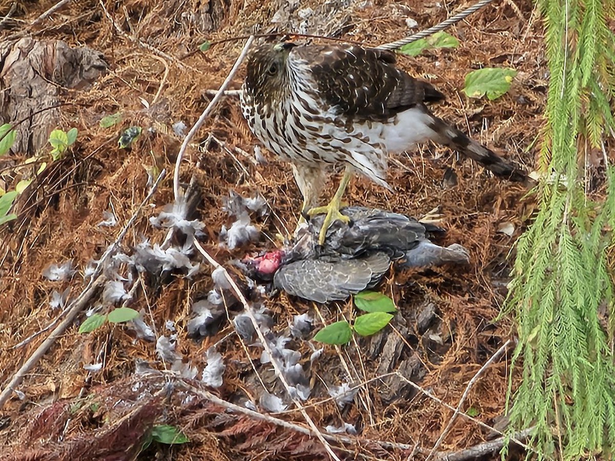 Cooper's Hawk - ML627081579