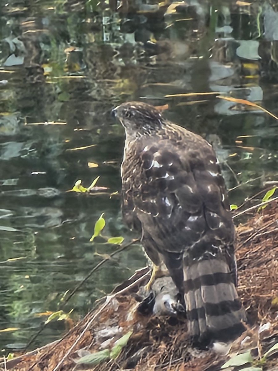 Cooper's Hawk - ML627081580