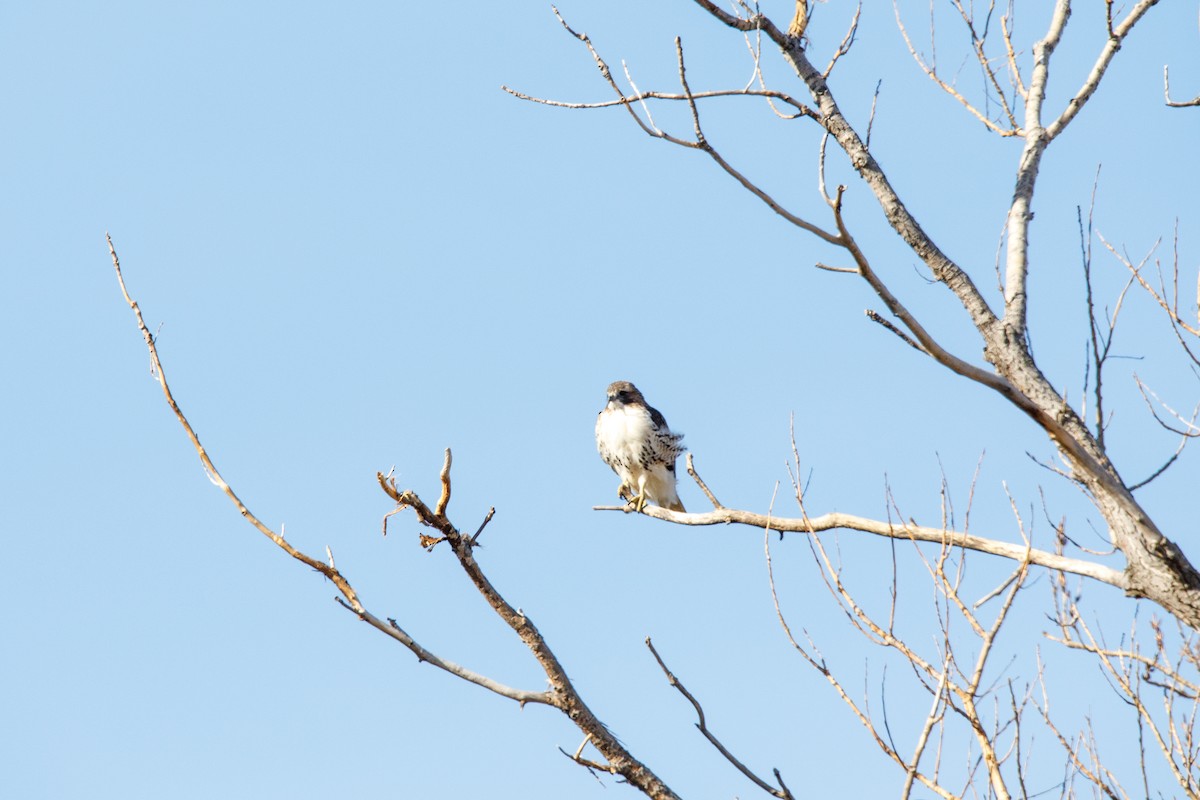 Red-tailed Hawk - ML627081845
