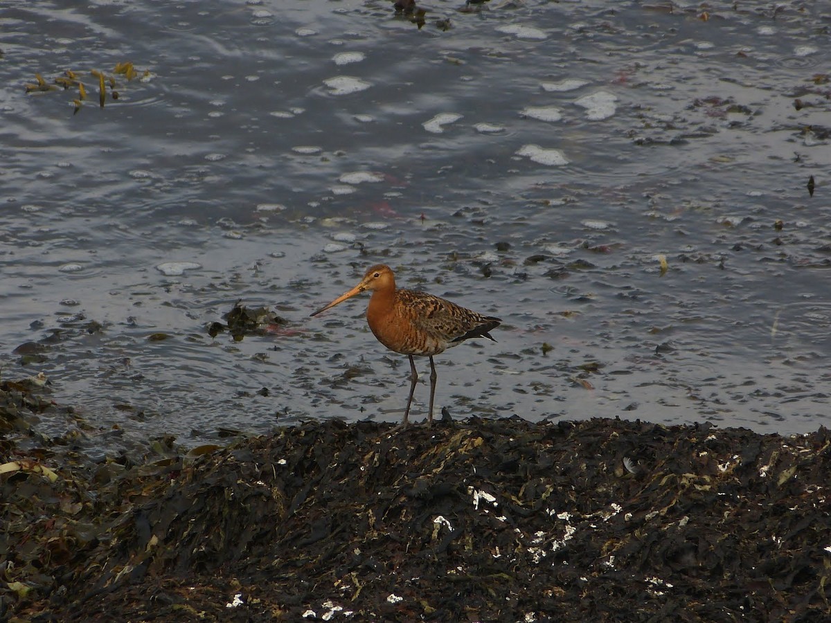 Kuliska buztanbeltza - ML627081993