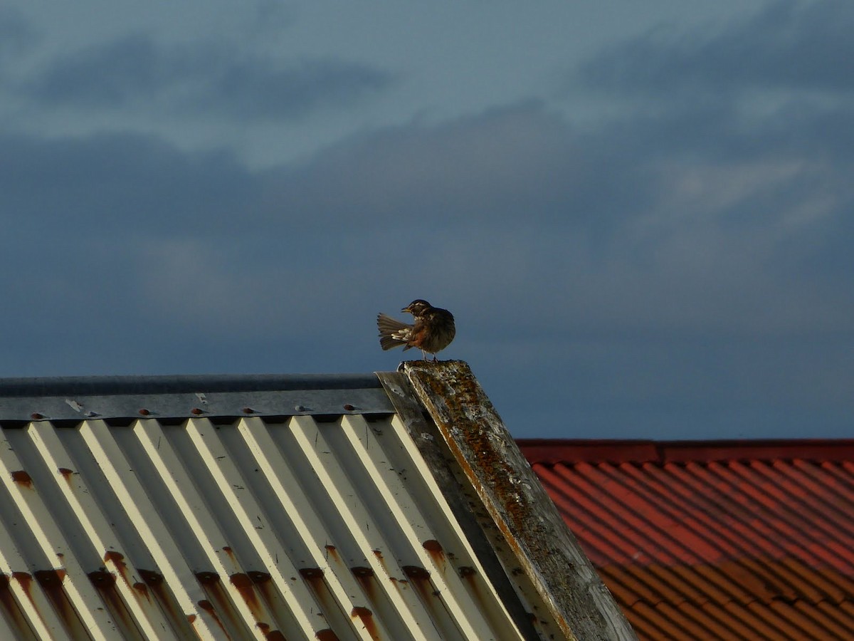 Birigarro txikia - ML627082064