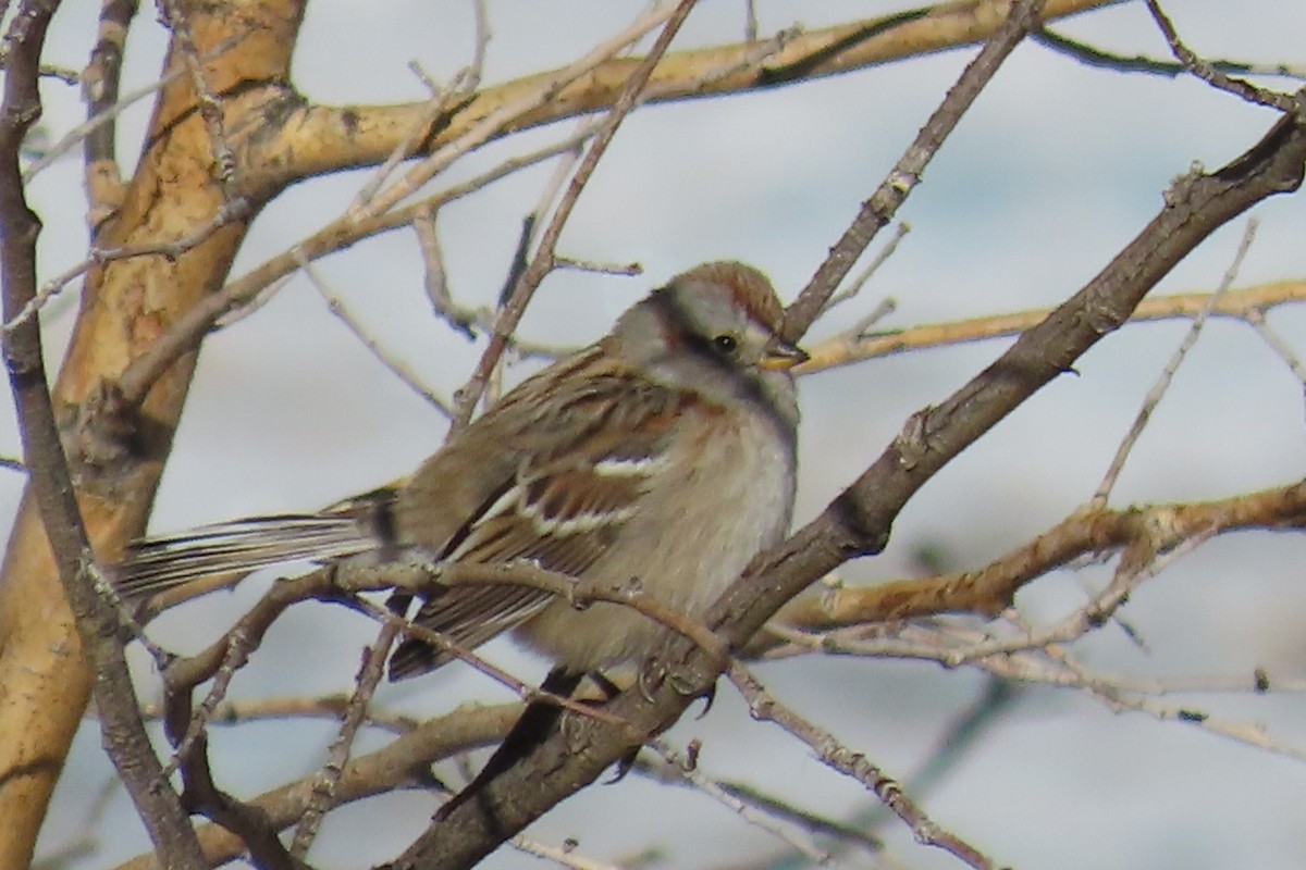 American Tree Sparrow - ML627082077